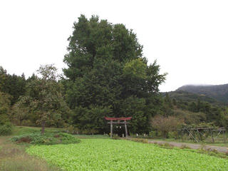 201018_1059_神戸の大イチョウ（飯山市）