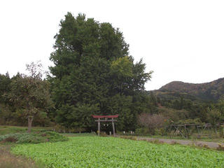 201025_1141_神戸の大イチョウ（飯山市）