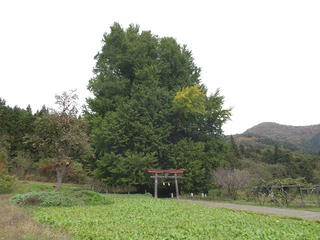 201101_1238_神戸の大イチョウ（飯山市）