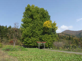 201108_1308_神戸の大イチョウ（飯山市）
