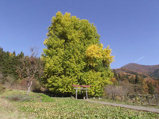 201115_1232_神戸の大イチョウ（飯山市）