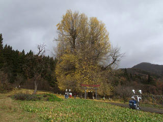 201123_1212_神戸の大イチョウ（飯山市）