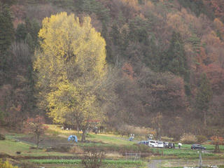 201123_1219_神戸の大イチョウ（飯山市）