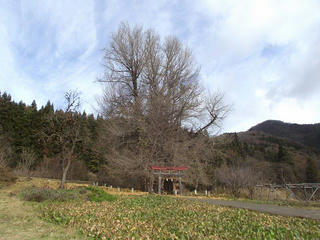 201129_1149_神戸の大イチョウ（飯山市）