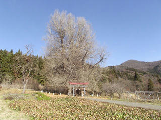 201206_1242_神戸の大イチョウ（飯山市）