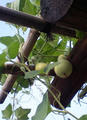 blog070729.jpg