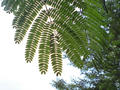 blog080608_2.jpg