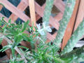 blog090628_2.jpg