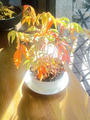 blog091027.JPG