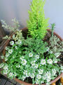 blog091029.JPG