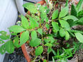 blog100731.JPG