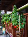blog100827_17.JPG