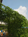 blog100828_10.JPG