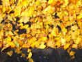 blog101126.JPG