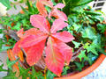 blog101127_2.JPG