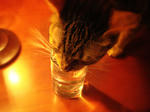 neko01.jpg