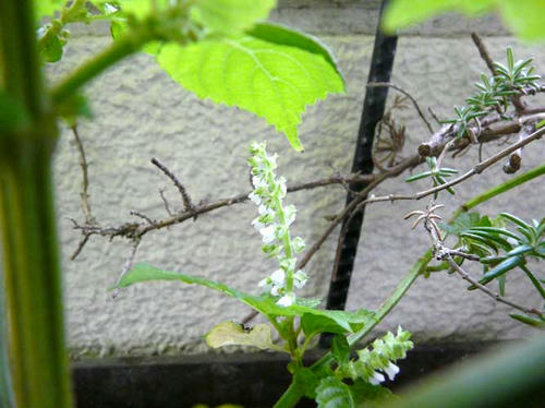 P1100141.jpg