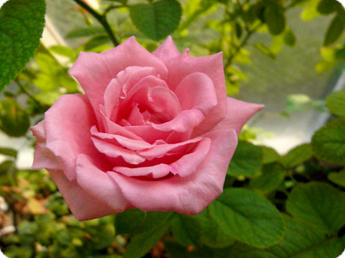 P1100319.jpg
