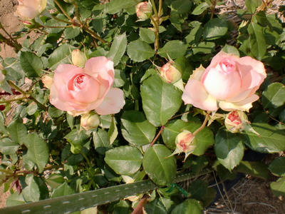 CIMG0219.JPG