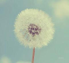 Chocolate-caramel “yogurt”