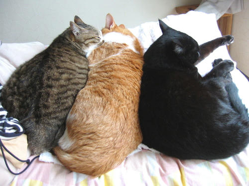 kabu_kuro_chacha.JPG