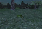toadpata.jpg