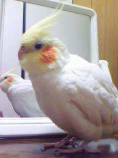 オカメインコ