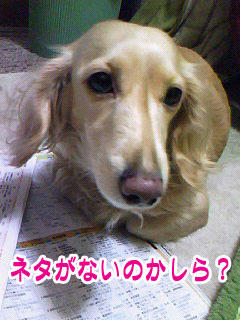 ネタが無いわけでは…
