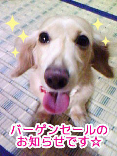 犬告知
