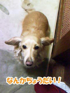 欲しがる。