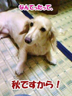 季節関係ないやん∑(・ω・;)