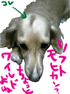 ソフトモヒカンの刑