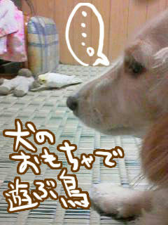 犬のおもちゃで遊ぶ鳥