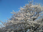 sakura1.jpg