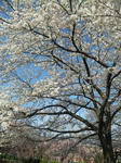 sakura2.jpg