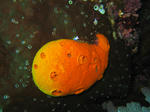 komodo009.jpg