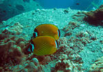 butterflyfish.jpg