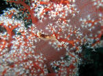 SATONDA017.jpg