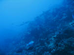 LIGHTHOUSEREEF002.jpg