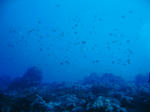 LIGHTHOUSEREEF008.jpg
