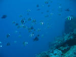LIGHTHOUSEREEF009.jpg