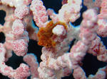 LIGHTHOUSEREEF006.jpg