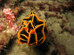 GILILAWALAUT011.jpg