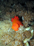 GILILAWALAUT024.jpg