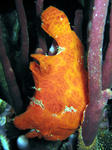 GILILAWALAUT004.jpg