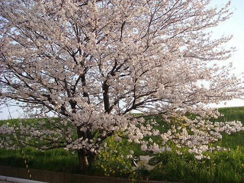 2008.4.5桜
