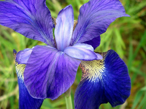 菖蒲１