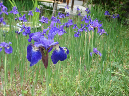 菖蒲３
