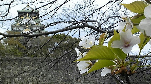 20090401osakajo-sakura.jpg
