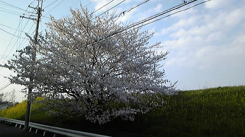 20090408jitakumae.jpg